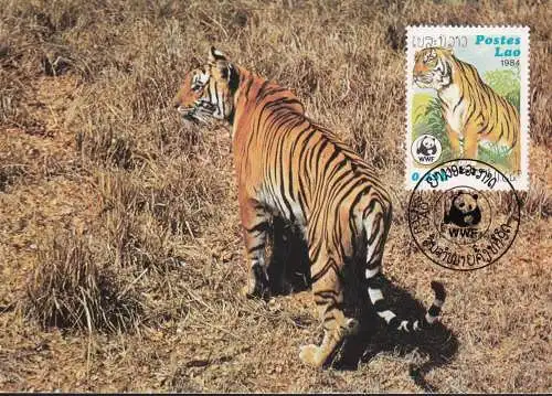 WWF 1984 Postes Lao Tiger Maximumkarte MK/MC