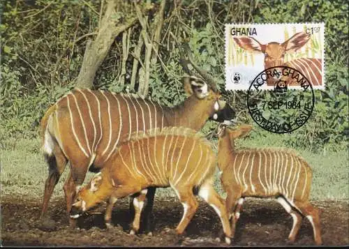 WWF 1983 Ghana Bongo Maximumkarte MK/MC