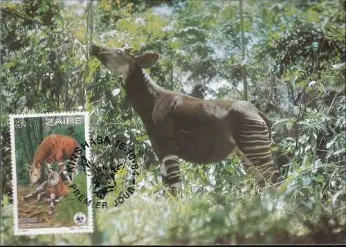 WWF 1984 Zaire Okapi Maximumkarte MK/MC