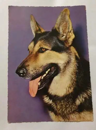 Schäferhund