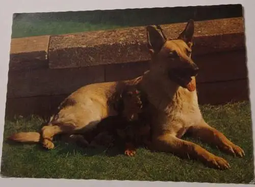 Belgischer Schäferhund mit Welpe