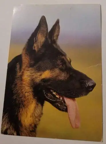 Schäferhund