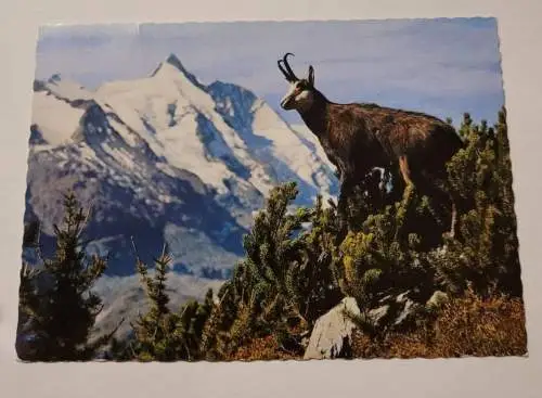 Gamsbock am Großglockner