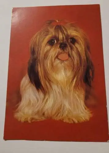 Shih Tzu