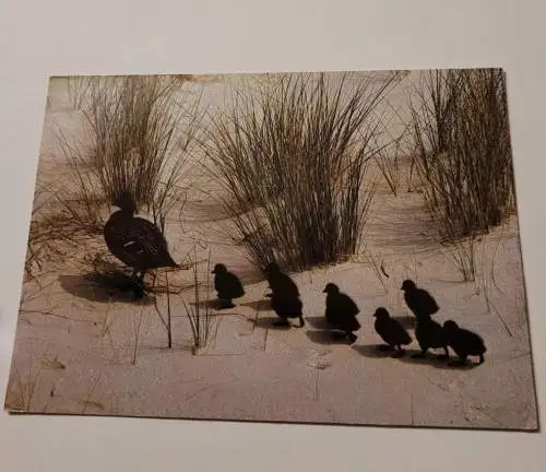 Eider-Enten auf der Wanderung zum Meer