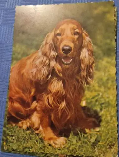 Cocker Spaniel