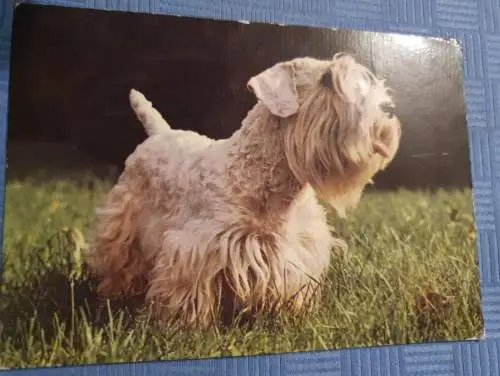 Sealyhamterrier