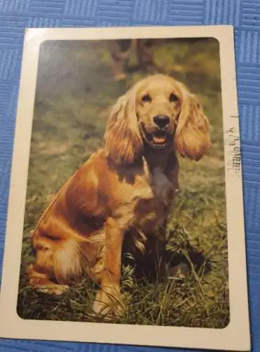 Cocker Spaniel