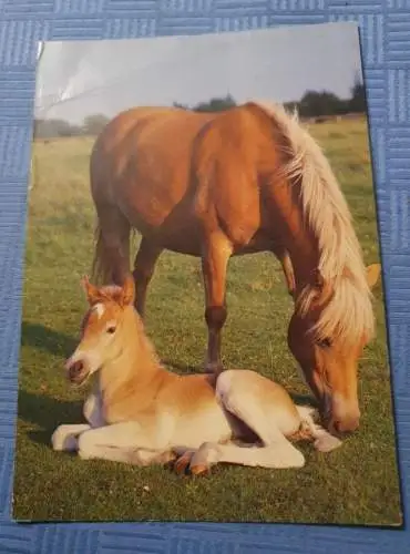 Pferd mit Pony auf einer Weide (2)