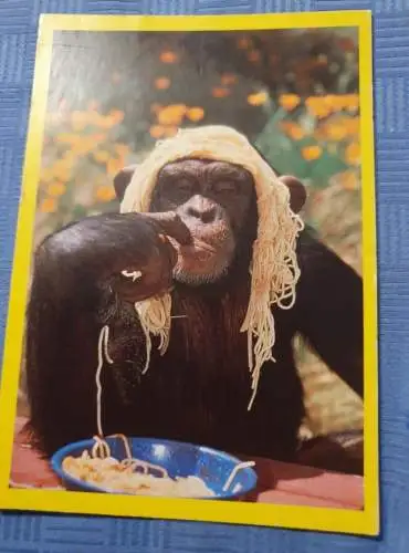 Schimpanse mit Spagetti