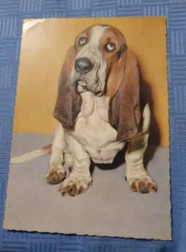 Basset Hound