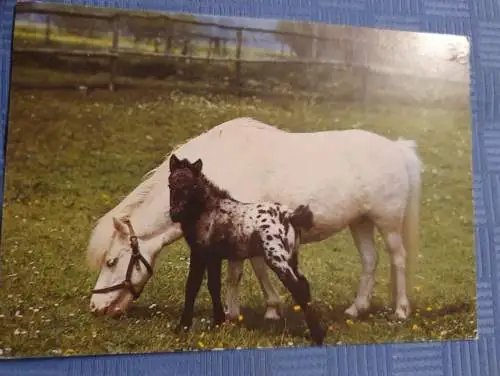 Pferd mit Fohlen