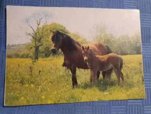 Pferd mit Pony auf einer Weide