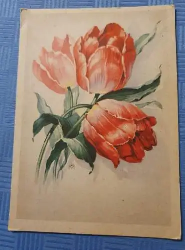 Tulpen