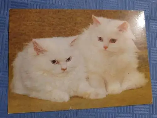 Zwei Baby Kätzchen