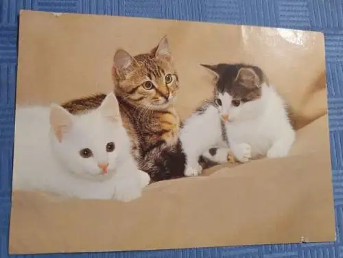 Drei Baby Kätzchen