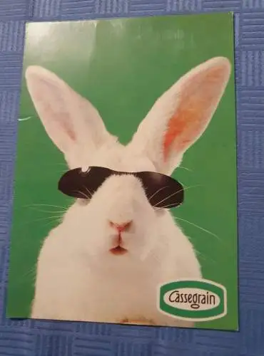 Hase mit Sonnenbrille