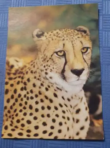 Gepard