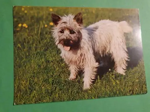 Cairn Terrier