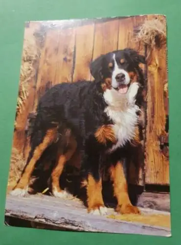 Berner Sennenhund