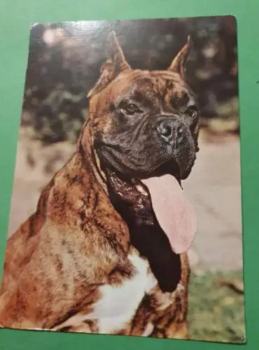 Deutscher Boxer