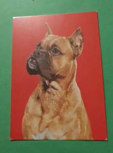 Deutscher Boxer