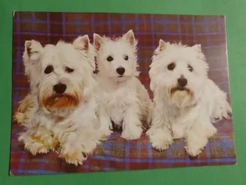 Drei West Highland White Terrier