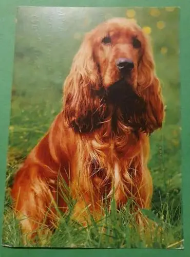 Cocker Spaniel