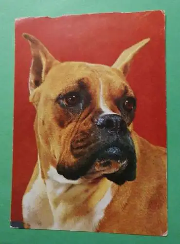 Deutscher Boxer