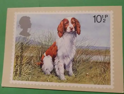 Welsh Springer Spaniel