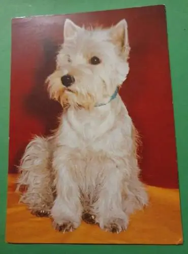 West Highland White Terrier