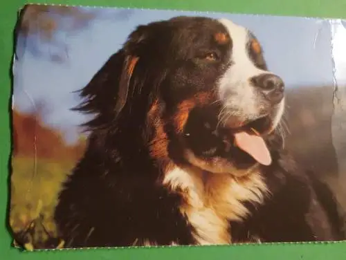 Berner Sennhund