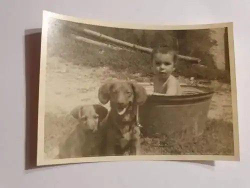Junge im Badezuber mit 2 Hunden