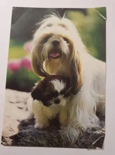 Shih-Tzu Hündin