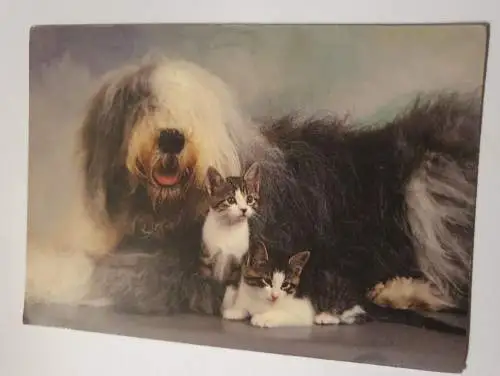 Hund mit zwei Kätzchen