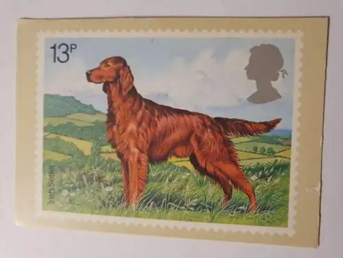 Irish Setter