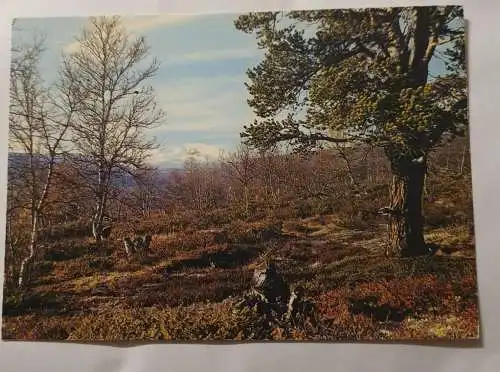 Norwegen - Blick Richtung Berg Snøhetta