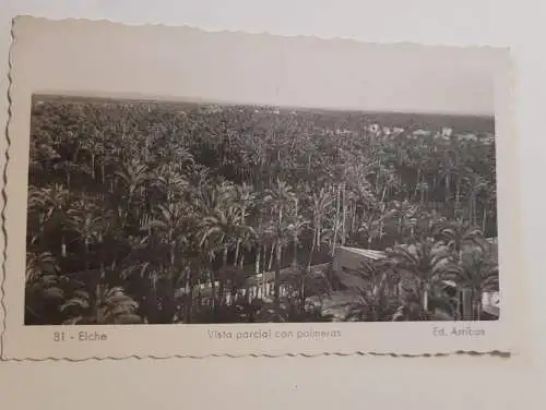 Elche - Vista parcial con palmeras