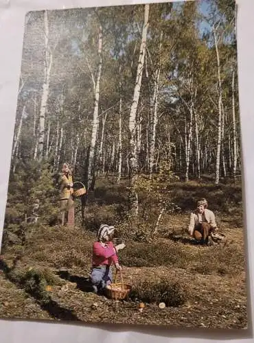 Familie beim Pilzsuchen