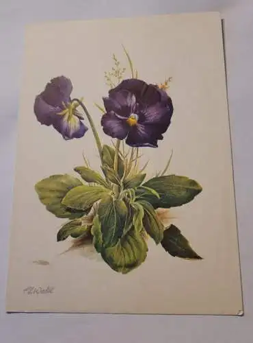 Stiefmütterchen - Viola