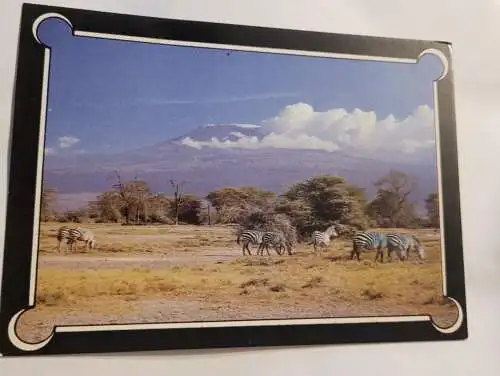 Zebras at the Foot of Kilimanjaro - Kenia