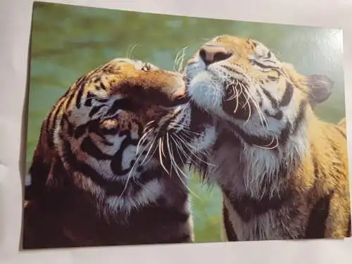 2 Tiger