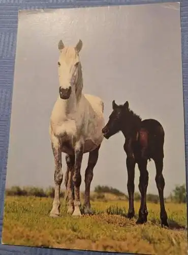 Pferd mit Pony