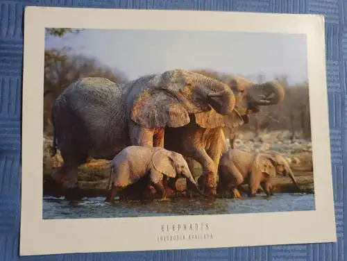 Elephants - Loxodonta Africana
