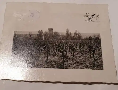 Weinreben - 1940