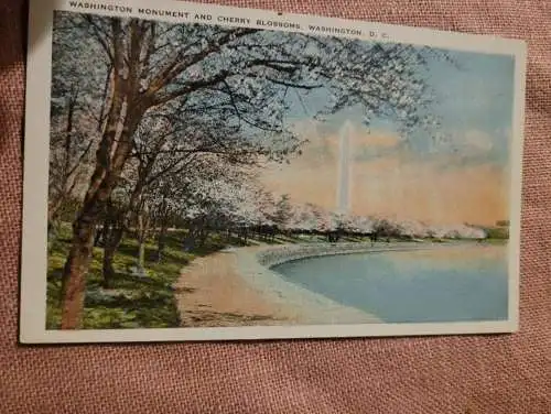 Washington Monument Blossoms - Washington D.C.