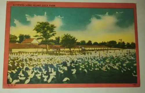 Long Island - Duck Farm