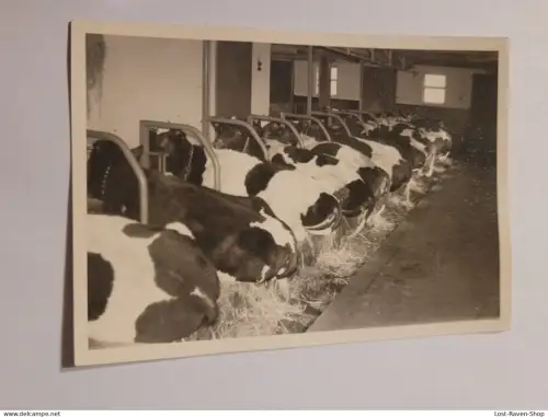 Kühe im Stall