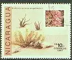 Nicaragua  Nr 2802 Q