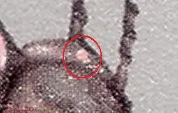 DDR 2183 f27 postfrisch * * (3872B)